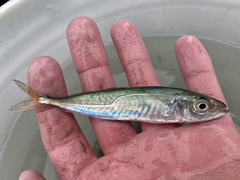 Trachurus symmetricus