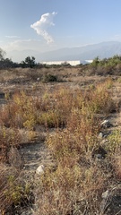 Penstemon spectabilis