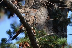 Colaptes auratus cafer