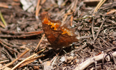 Polygonia gracilis
