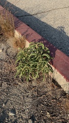 Penstemon spectabilis