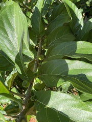 Ficus hispida