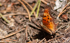 Polygonia gracilis