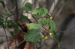 Malus fusca