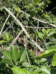 Ficus hispida