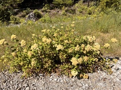Spiraea betulifolia