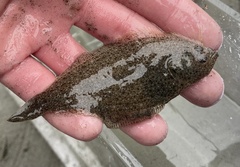 Psettichthys melanostictus