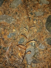 Epipactis atrorubens