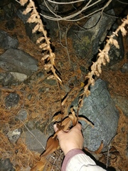 Epipactis atrorubens