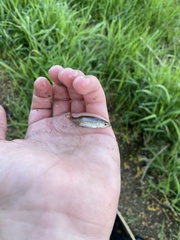 Cyprinella spiloptera