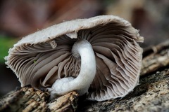 Coprinopsis melanthina