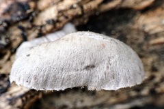 Coprinopsis melanthina