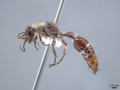 Typhoctes peculiaris