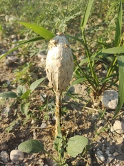 Podaxis