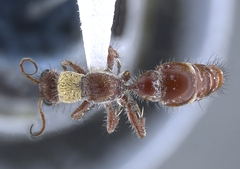 Typhoctes peculiaris