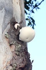 Laetiporus portentosus
