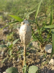 Podaxis