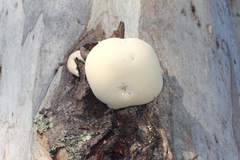 Laetiporus portentosus