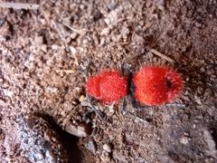 Dasymutilla erythrina