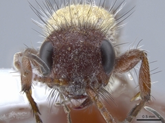 Typhoctes peculiaris