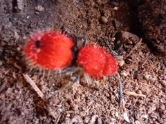 Dasymutilla erythrina