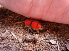 Dasymutilla erythrina