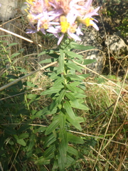 Galatella sedifolia
