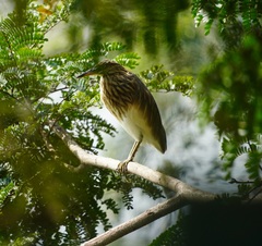 Ardeola grayii