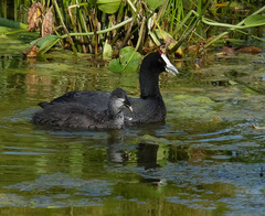 Fulica cristata