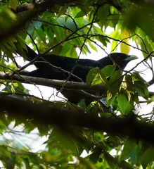 Eudynamys scolopaceus