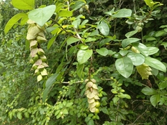 Gmelina philippensis
