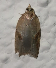 Acleris