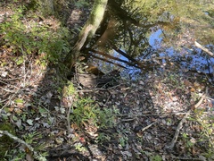 Ranunculus flabellaris