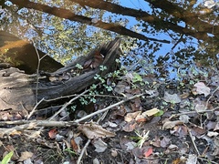 Ranunculus flabellaris