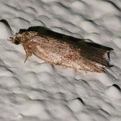 Acleris