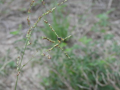 Phidippus arizonensis
