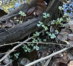 Ranunculus flabellaris