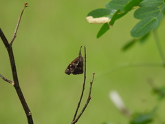 Libytheana carinenta mexicana