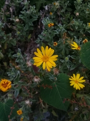 Heterotheca mucronata