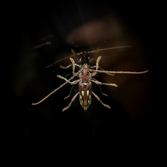 Ambonus distinctus