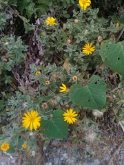Heterotheca mucronata