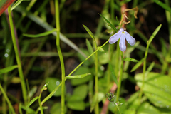 Lobelia stenophylla