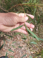 Eucalyptus seeana