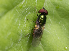 Microchrysa polita