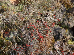 Cladonia floerkeana