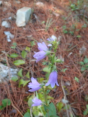 Campanula bononiensis