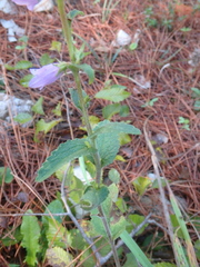 Campanula bononiensis