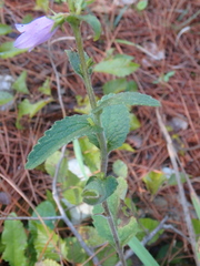 Campanula bononiensis