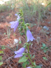 Campanula bononiensis