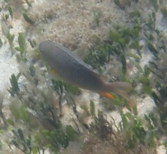 Plectroglyphidodon gascoynei